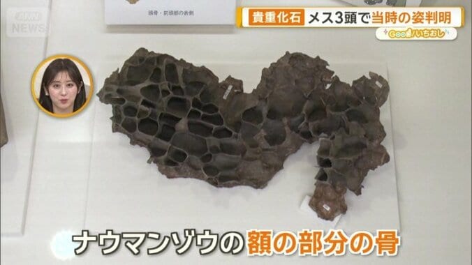 額の部分の骨