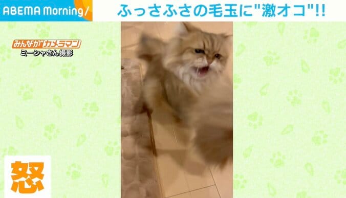 きみの毛だよ？毛玉に高速猫パンチ＆威嚇 ビビりな猫の“激おこ”シーンが話題 1枚目