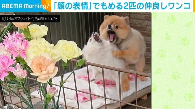 野菜の収穫報告のはずが...犬同士の“取っ組み合い”を激写 飼い主「初収穫のナスを添えて撮ってみた」 1枚目