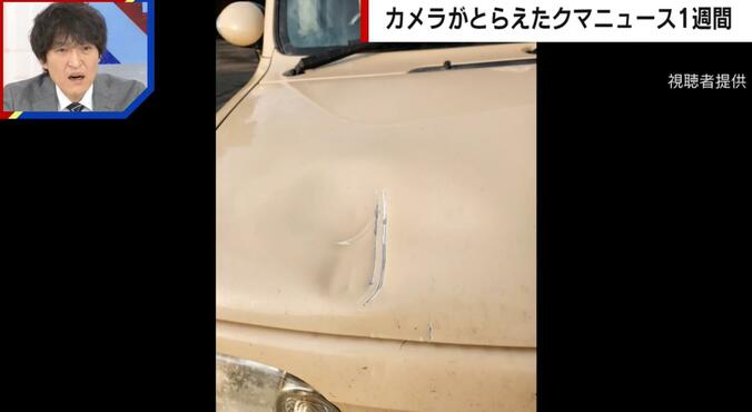 巨大なヒグマの爪痕（北海道浦河町）