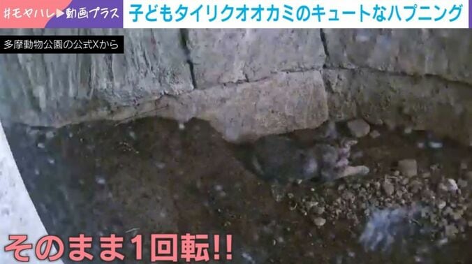 子どもタイリクオオカミ