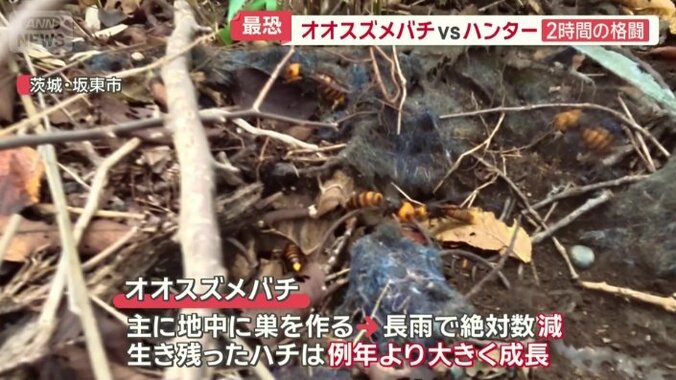 主に地中に巣を作る