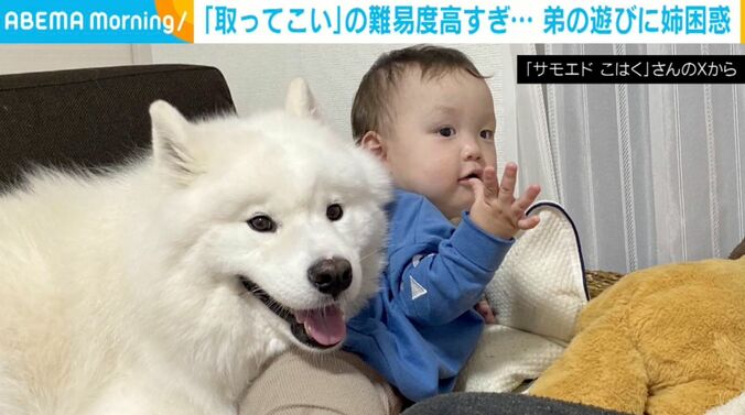 サモエドのこはくちゃん