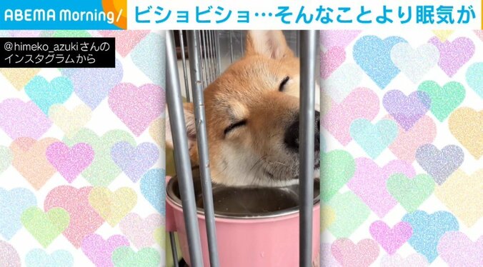 独特すぎる“枕”で寝る柴犬 目を疑うユニークな寝姿に「冷たさよりも眠気に勝てないのか!?」ツッコミの嵐 1枚目