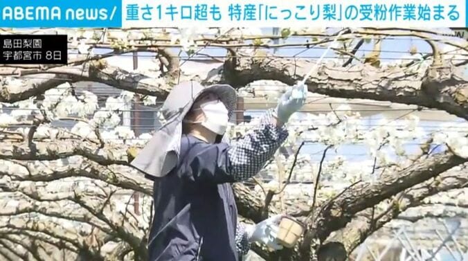 島田梨園・宇都宮市