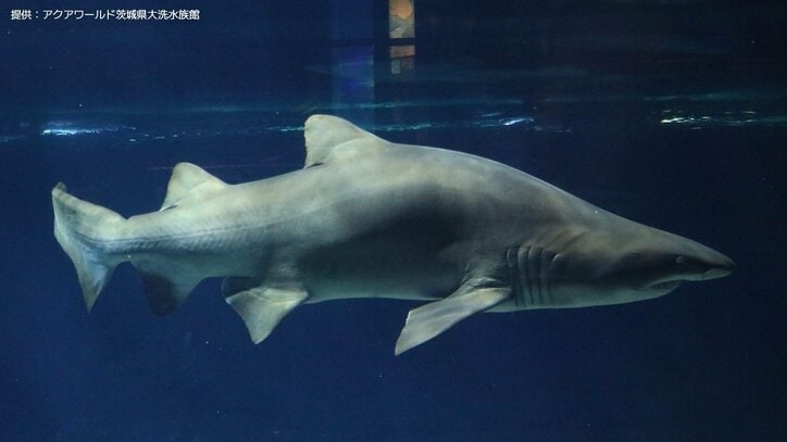 【サメの見分け方】アクアワールド茨城県大洗水族館にいるサメ｢シロワニ｣を見分けよう