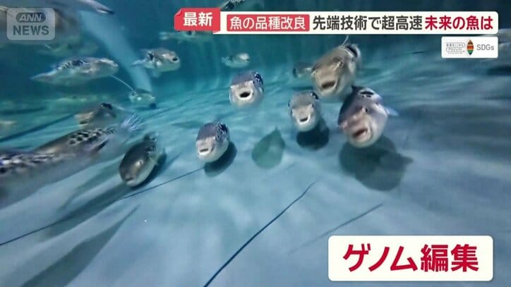 ゲノム編集