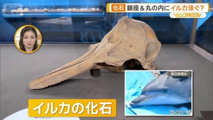 イルカの化石