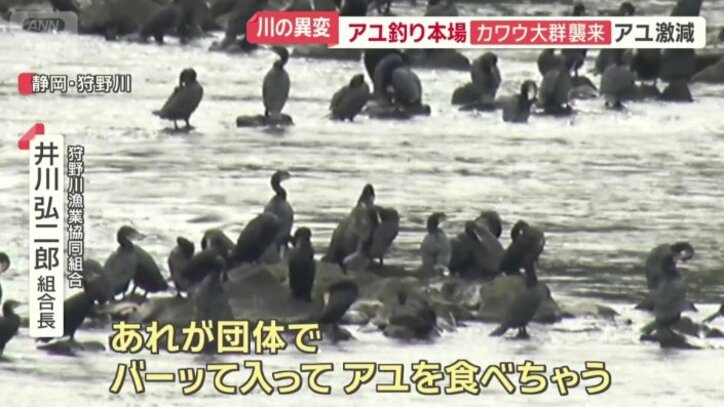 黒い大型の鳥・カワウ