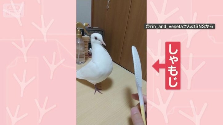 しゃもじを見つめる