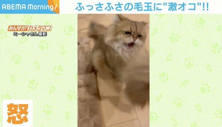 きみの毛だよ？毛玉に高速猫パンチ＆威嚇 ビビりな猫の“激おこ”シーンが話題