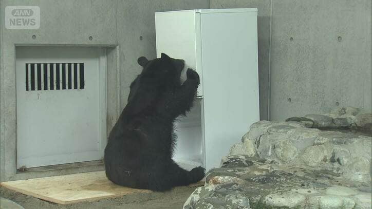 “冷蔵庫開ける”クマまで出没 どれだけ賢い?“クマの知能”を独自検証