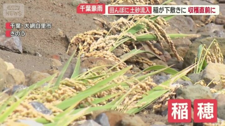 大小の石や砂の隙間から見える「稲穂」