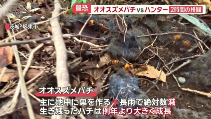 主に地中に巣を作る