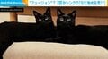 一体化して見える!? 黒猫兄弟の見事な“シンクロ”に「シンメトリーなお姿がかわいい」「フュージョンしそう」と反響続々