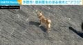 今年の5月に“飼い主の姿”で話題になった柴犬 今度は“予想外の行動”で大バズり「どうだ！見たか！」