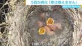 カメラにヒナが口を開け フロントバンパーの裏側で5羽が孵化 「車は使えません」