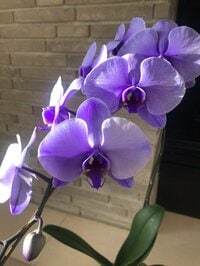 稲垣吾郎『SUZUNARI』