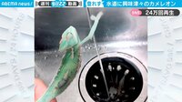 【映像】カメレオンの珍行動