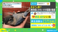 【映像】無防備インコの“瞬間寝落ち”