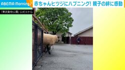 「みんなどこー？」はぐれた赤ちゃんヒツジ お母さんの“親子の絆”を感じる行動に「素晴らしい！」「尊すぎる」と反響続々