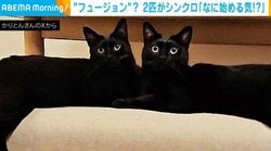 一体化して見える!? 黒猫兄弟の見事な“シンクロ”に「シンメトリーなお姿がかわいい」「フュージョンしそう」と反響続々