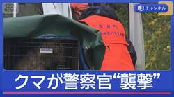 クマが不明者捜索中の警察官“襲撃”　大都市でも目撃相次ぐ