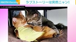 見つめてからの不意打ち“キス” 2匹のワンシーンに胸キュンする人が続出