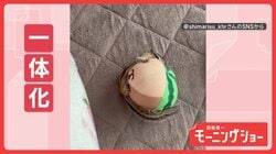 ボールに一直線…コロコロ一体化！　タックル決めるリスさん　ボールになりたいの？