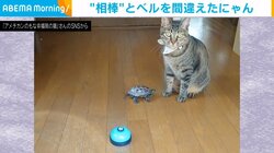 ベルを鳴らすのが得意な猫 まるでコントのような“かわいい勘違い”をする姿に「思ったより押してたww」「形状が似てるもんねwww」とツボっちゃう人続出