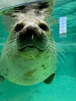料理研究家、水族館のアザラシに大興奮「もう…可愛すぎるのよ」