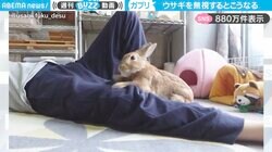 ウサギの小さな反撃、大きな痛み…！飼い主に無視された意外な行動に「ひっさつまえばだ…痛そう…」と話題沸騰