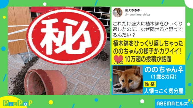 「やってしまったワン」植木鉢をひっくり返した愛犬の行動が話題 飼い主「なぜ隠せると思った」 1枚目