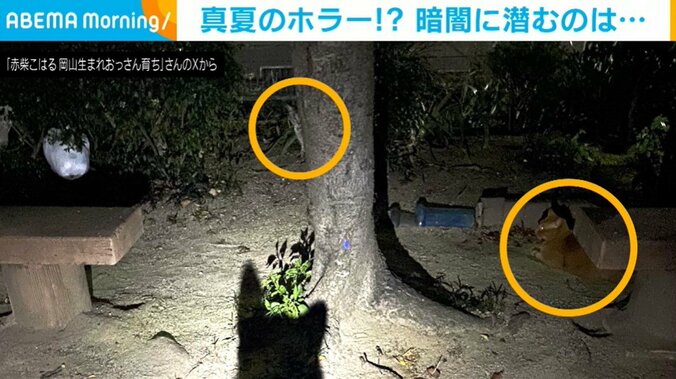 “暗闇に潜む動物”