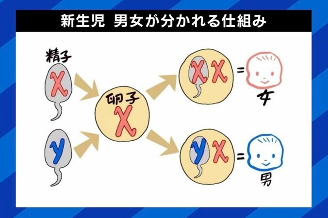 アメリカで進む“男女の産み分け” 命の選別につながる危険性も？ 家庭内で性別の偏りをならすファミリーバランシングとは 5枚目