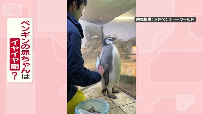 イヤイヤ期なの？