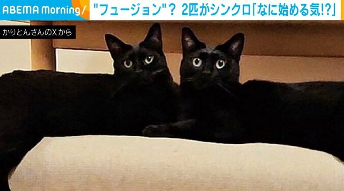 黒猫の兄弟・チックくん（7歳）とタックくん（7歳）