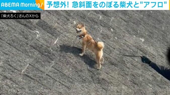 柴犬の禄くん
