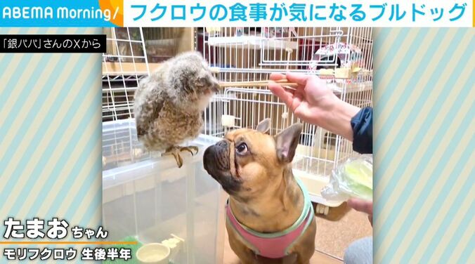 モリフクロウのたまおちゃん、フレンチブルドッグのボンくん
