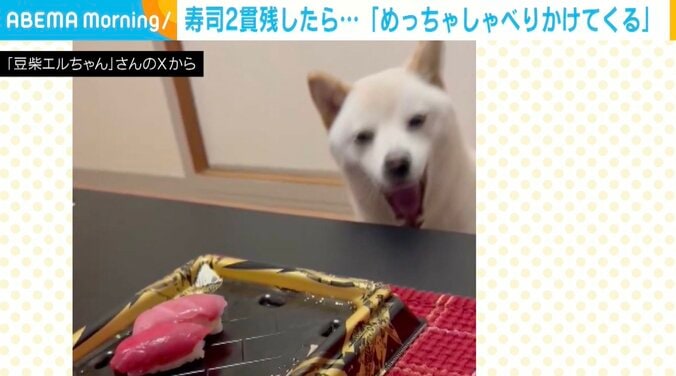 豆柴エルちゃん