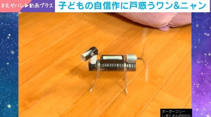 シッポブンブンボーダーコリー