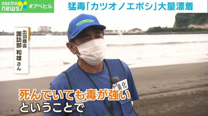 海水浴客の“目前”まで迫る猛毒「カツオノエボシ」大量漂着の理由に専門家「強い南風が影響」 3枚目