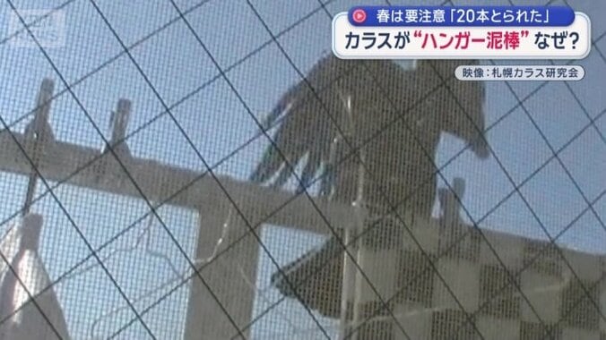 ハンガーを持ち去るカラス