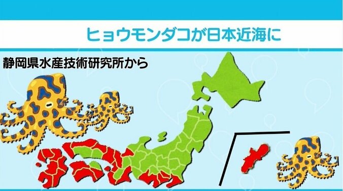 唾液にはフグと同じ神経毒　生息範囲を広げる「ヒョウモンダコ」に注意 2枚目