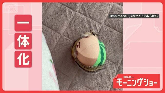 ボールに一直線…コロコロ一体化！　タックル決めるリスさん　ボールになりたいの？ 1枚目