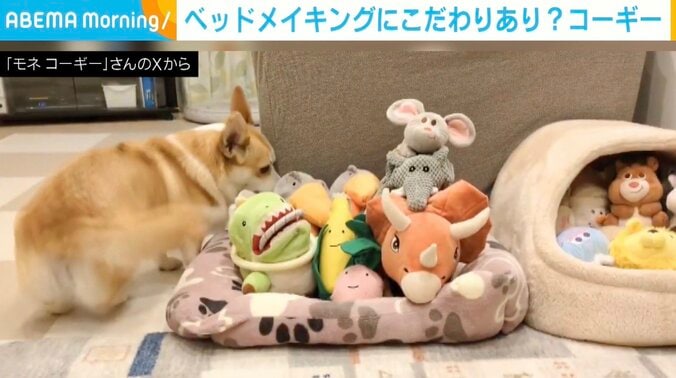 コーギーのモネちゃん