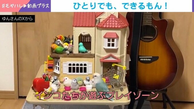 インコたちが遊ぶプレイゾーン