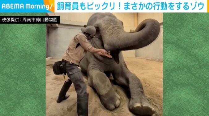 スリランカゾウのミリンダくん