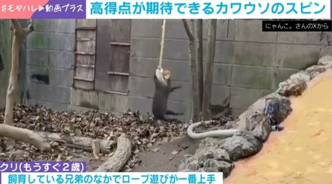コツメカワウソ