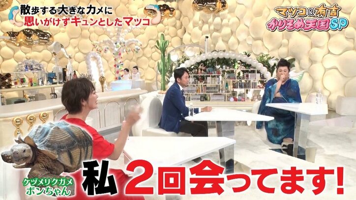 マツコ、巨大カメの散歩シーンにメロメロ「想像以上にかわいい」